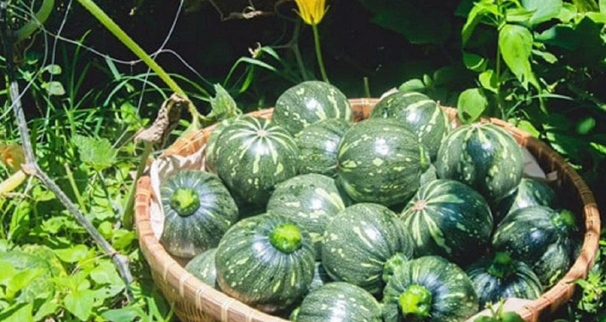 Hạt giống bí ngòi xanh non gói 8 hạt