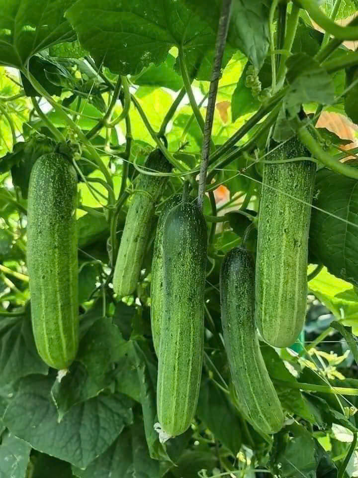 Hạt giống dưa chuột nếp gai thơm ngon