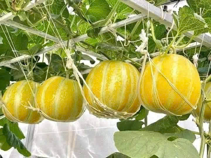 Hạt giống Dưa bở Thơm Tự Nhiên