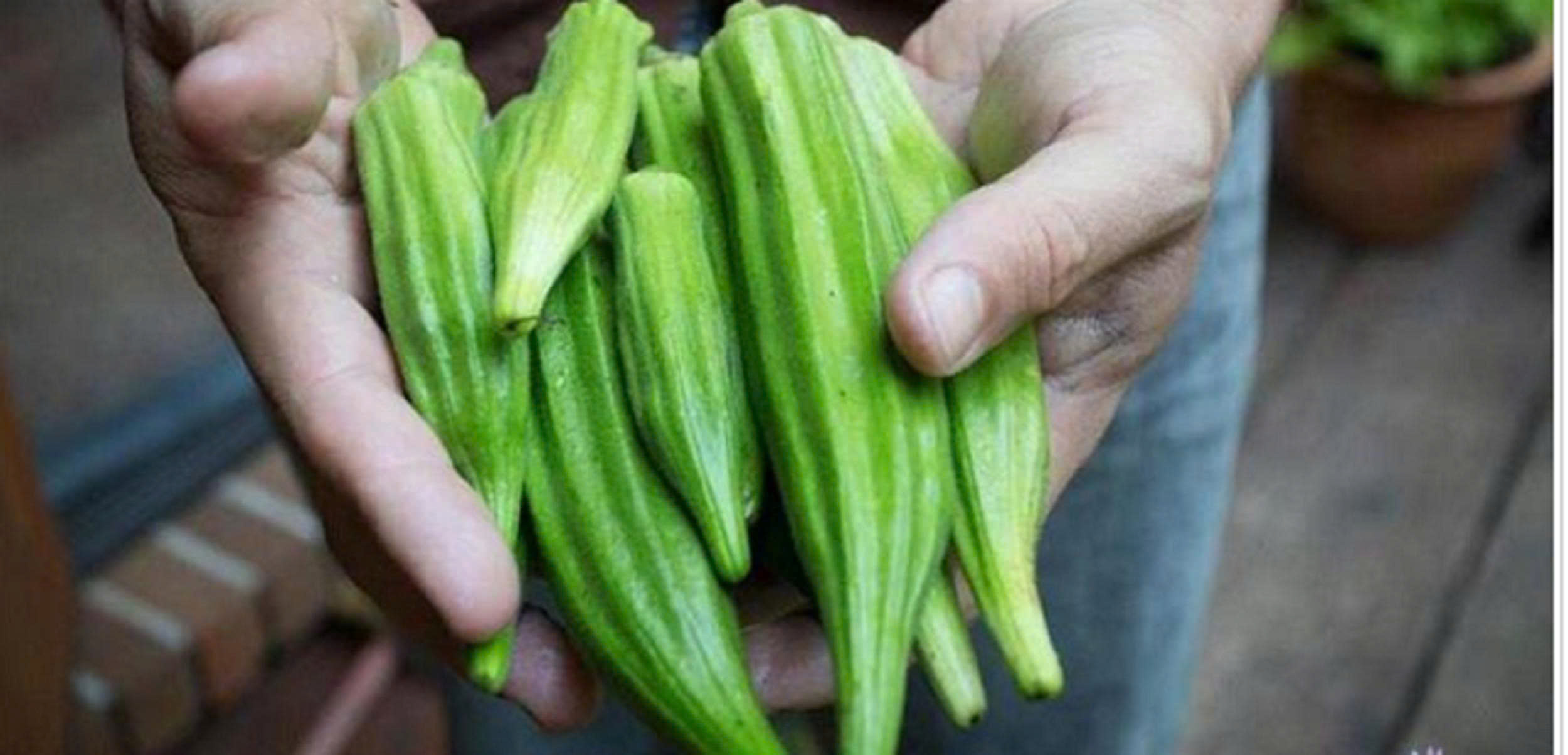 Hạt giống đậu bắp chất lượng cao