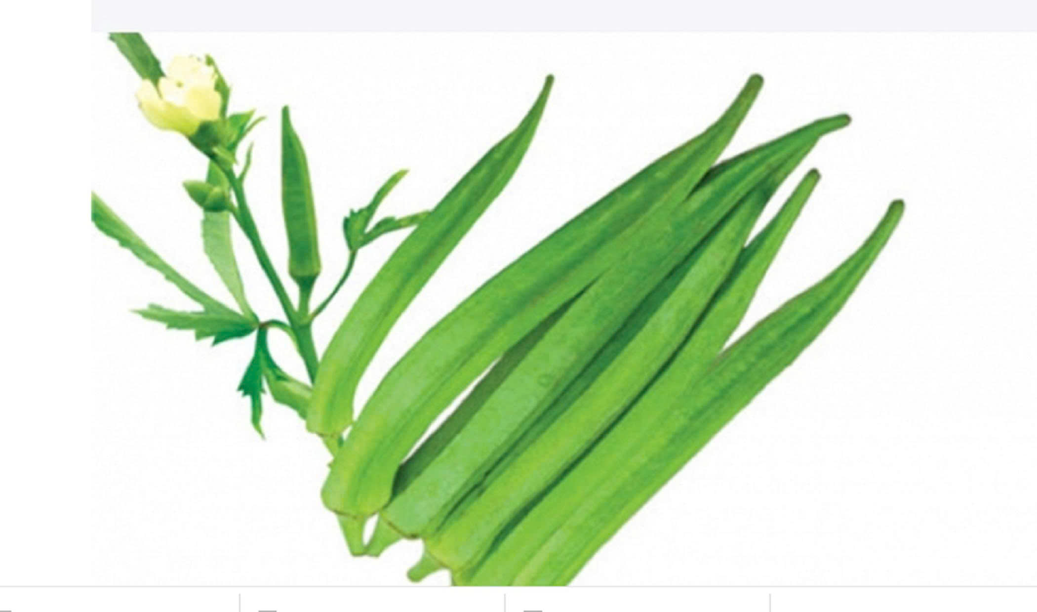 Hạt giống đậu bắp chất lượng cao