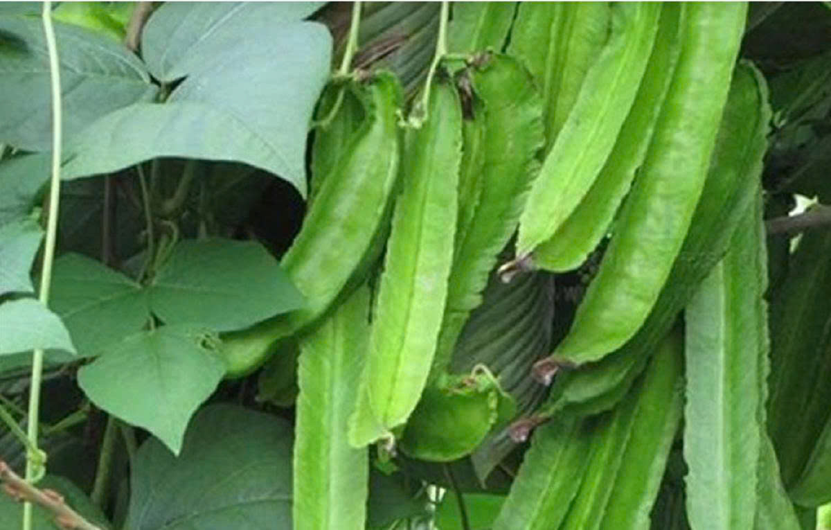 Hạt giống đậu rồng