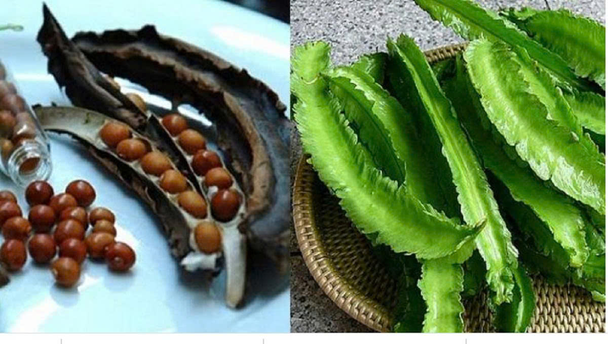 Hạt giống đậu rồng