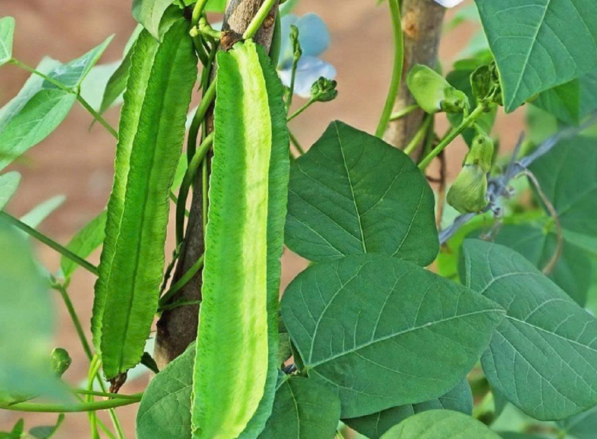 Hạt giống đậu rồng