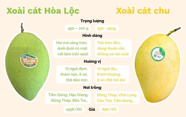 Cách Phân Biệt Xoài Cát Hòa Lộc Và Xoài Cát Chu Chuẩn Nhất Cho Bà Nội Trợ