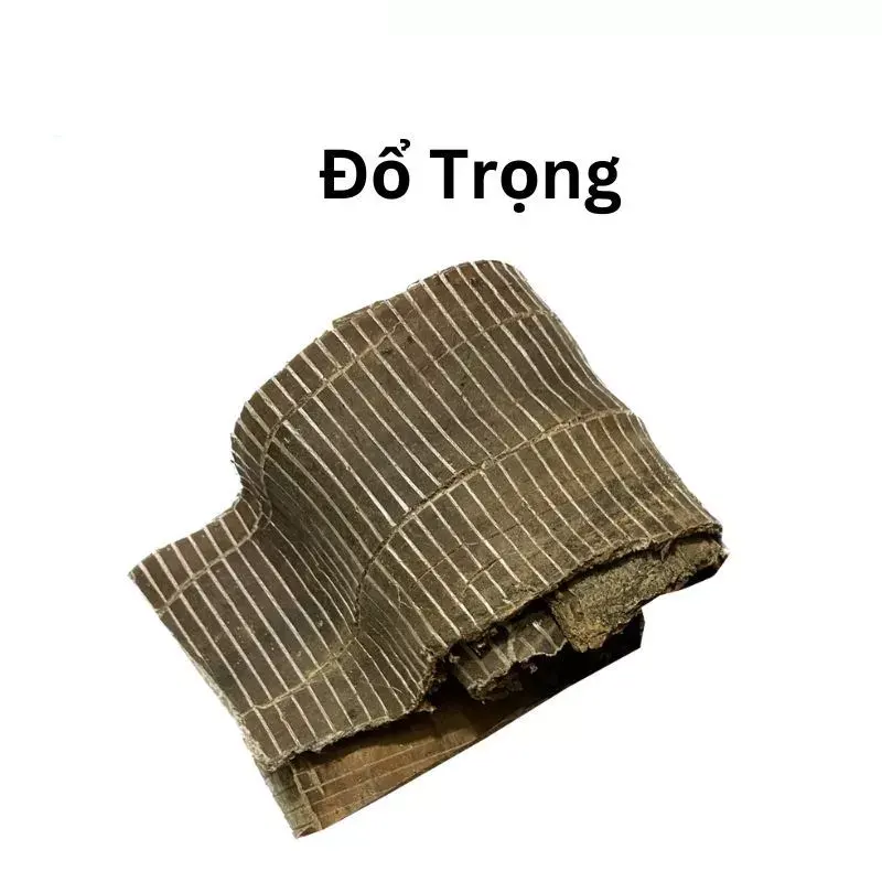Đỗ Trọng Chất Lượng
(Eucommia bark)