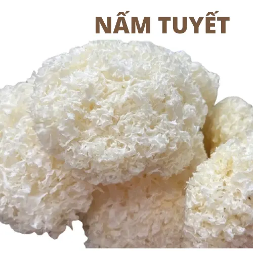 Nấm Tuyết
(Snow Fungus)