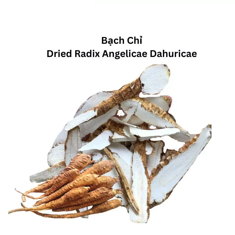 Bạch Chỉ Lát/ Phiến
(Radix Angelicae Dahurucae)