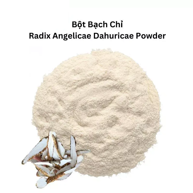 Bột Bạch Chỉ
(Radix Angelicae Dahuricae Powder)