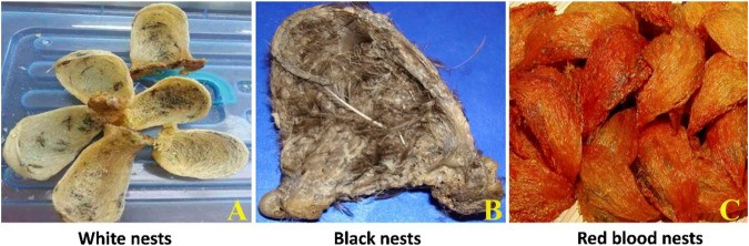 Yến sào: Giá trị sinh học, thành phần hoạt chất và tiềm năng ứng dụng y học hiện đại