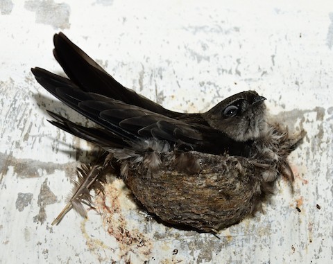 Yến sào là gì? Điều cần biết về tổ yến và chim yến