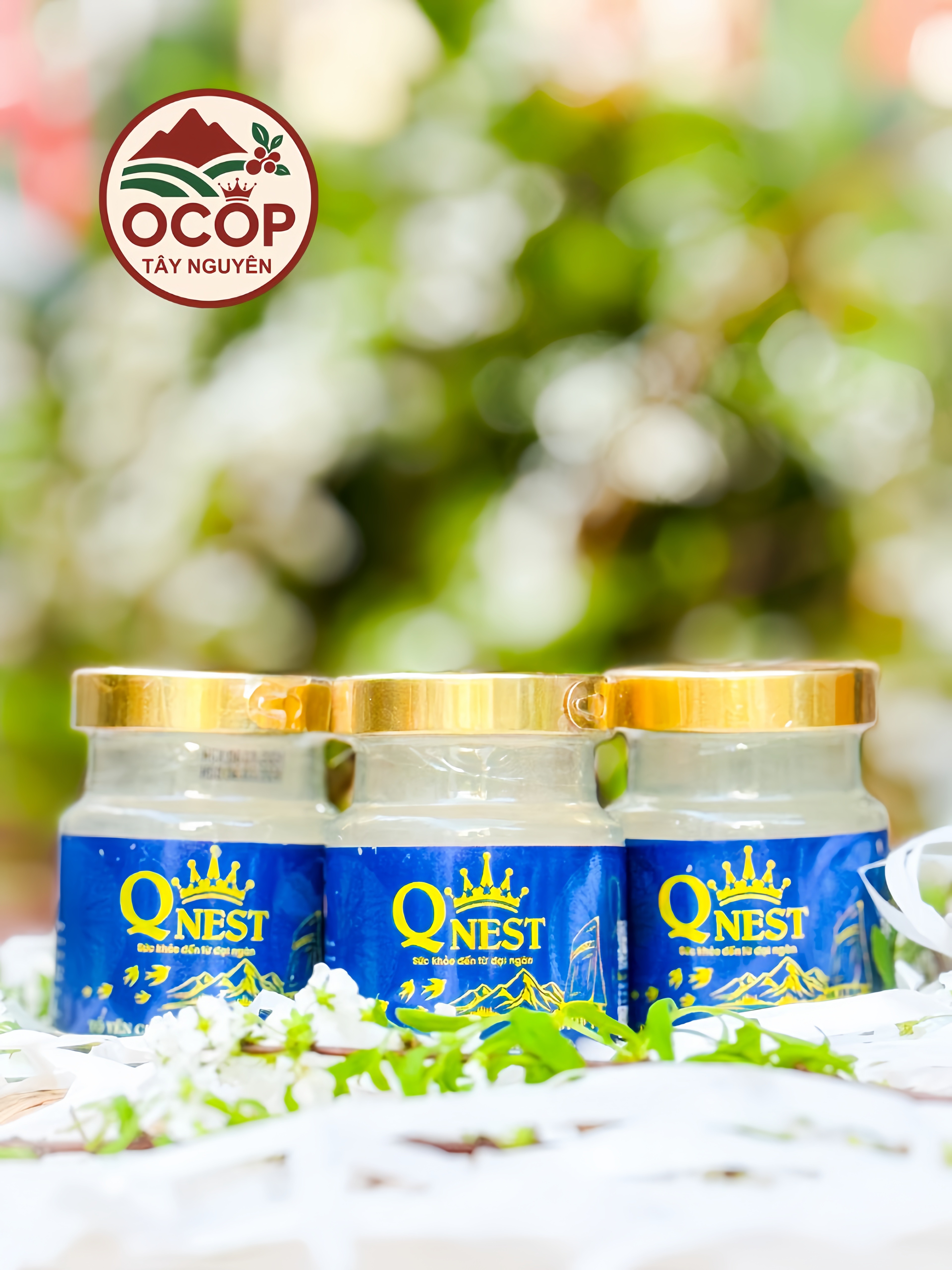 Tổ Yến Chưng Không Đường QNEST