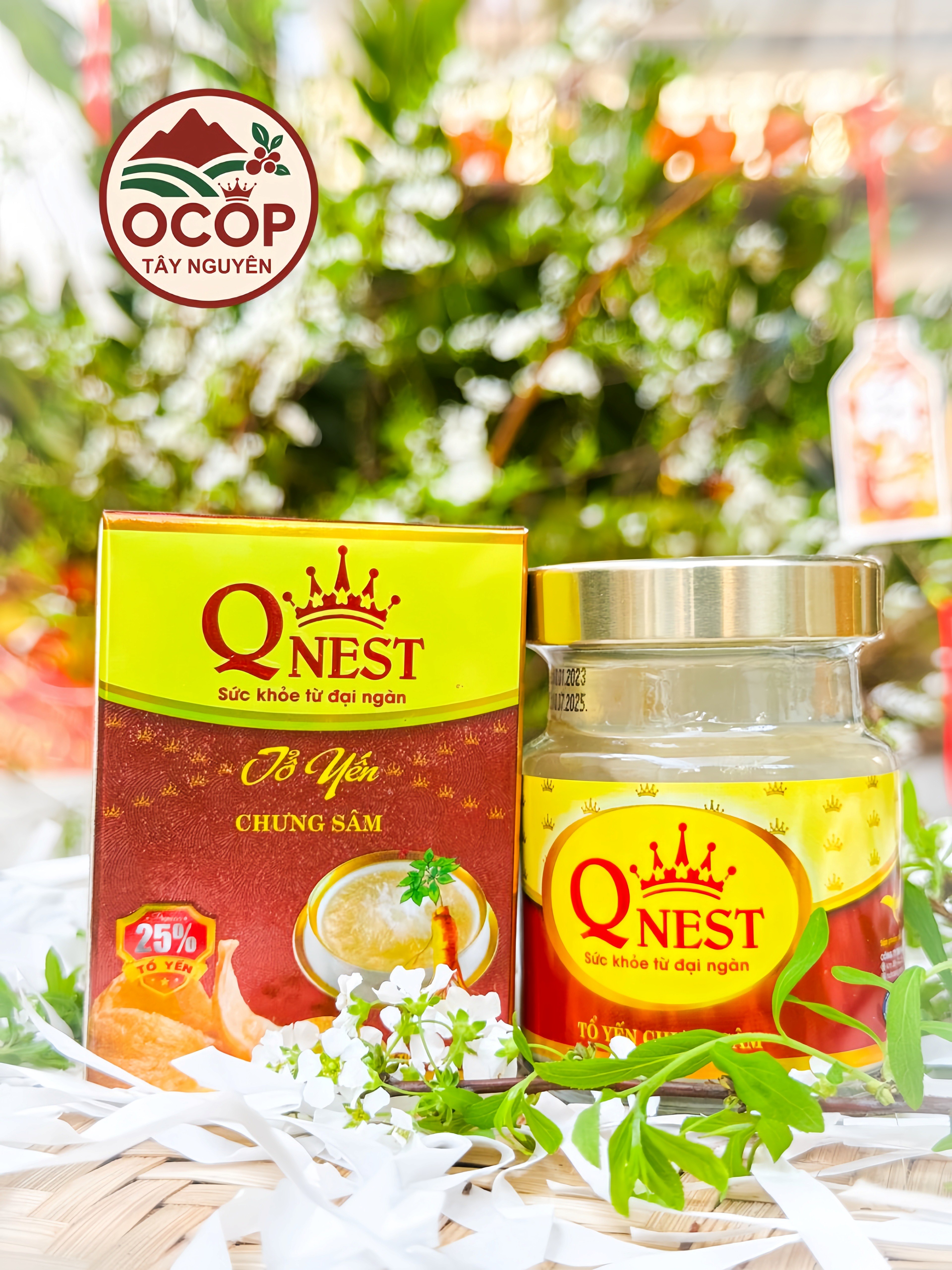 Tổ Yến Chưng Sâm QNEST