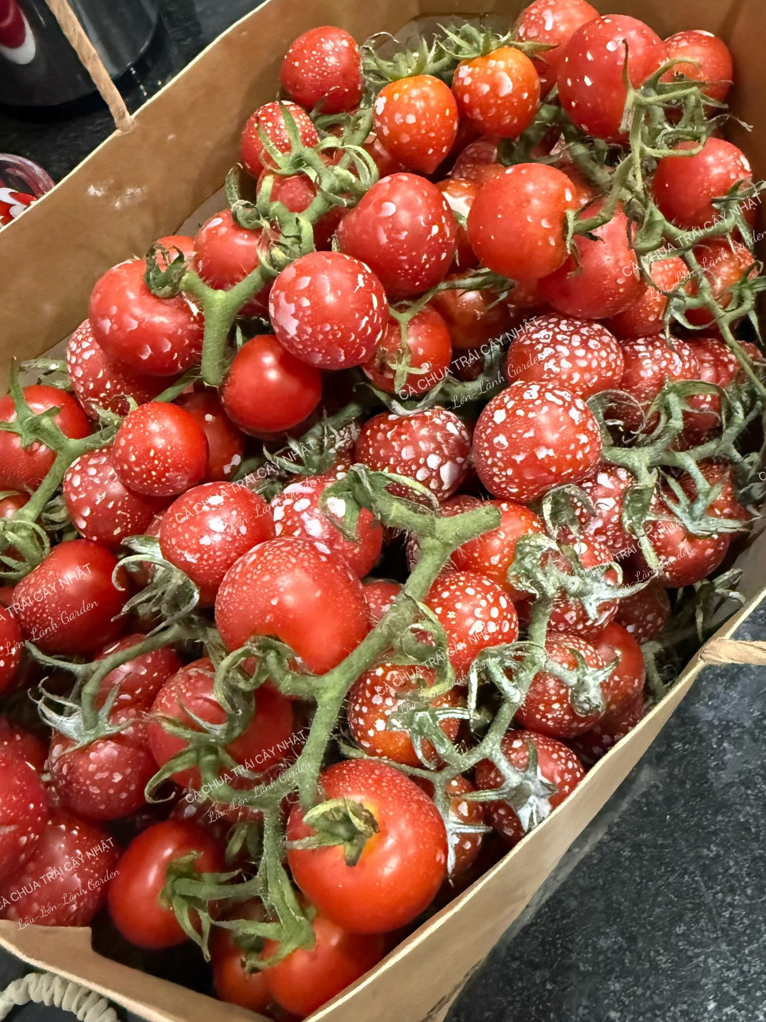 XẤU LỘ LIỄU - GÓC KHUẤT CHƯA MÁCH KHI CHĂM CÀ CHUA