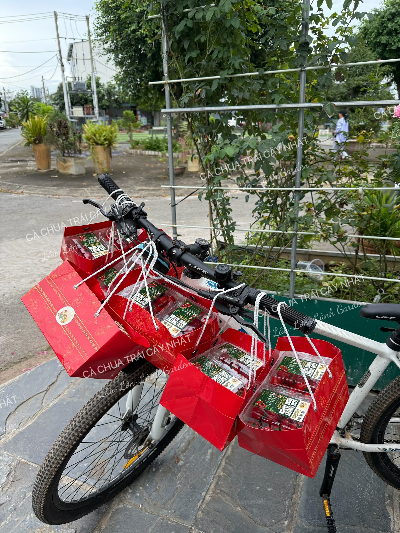 🥦NGÀY 53: THU HOẠCH, RỬA SẠCH, TUYỂN TỪNG TRÁI, ĐÓNG GÓI, TRAO TẬN TAY KHÁCH