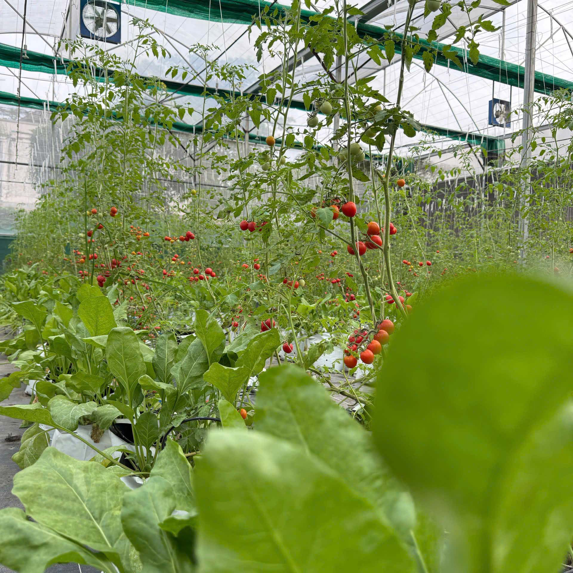 VƯỜN LÂU-LỚN-LÀNH LÀ CÁI GÌ GÌ???