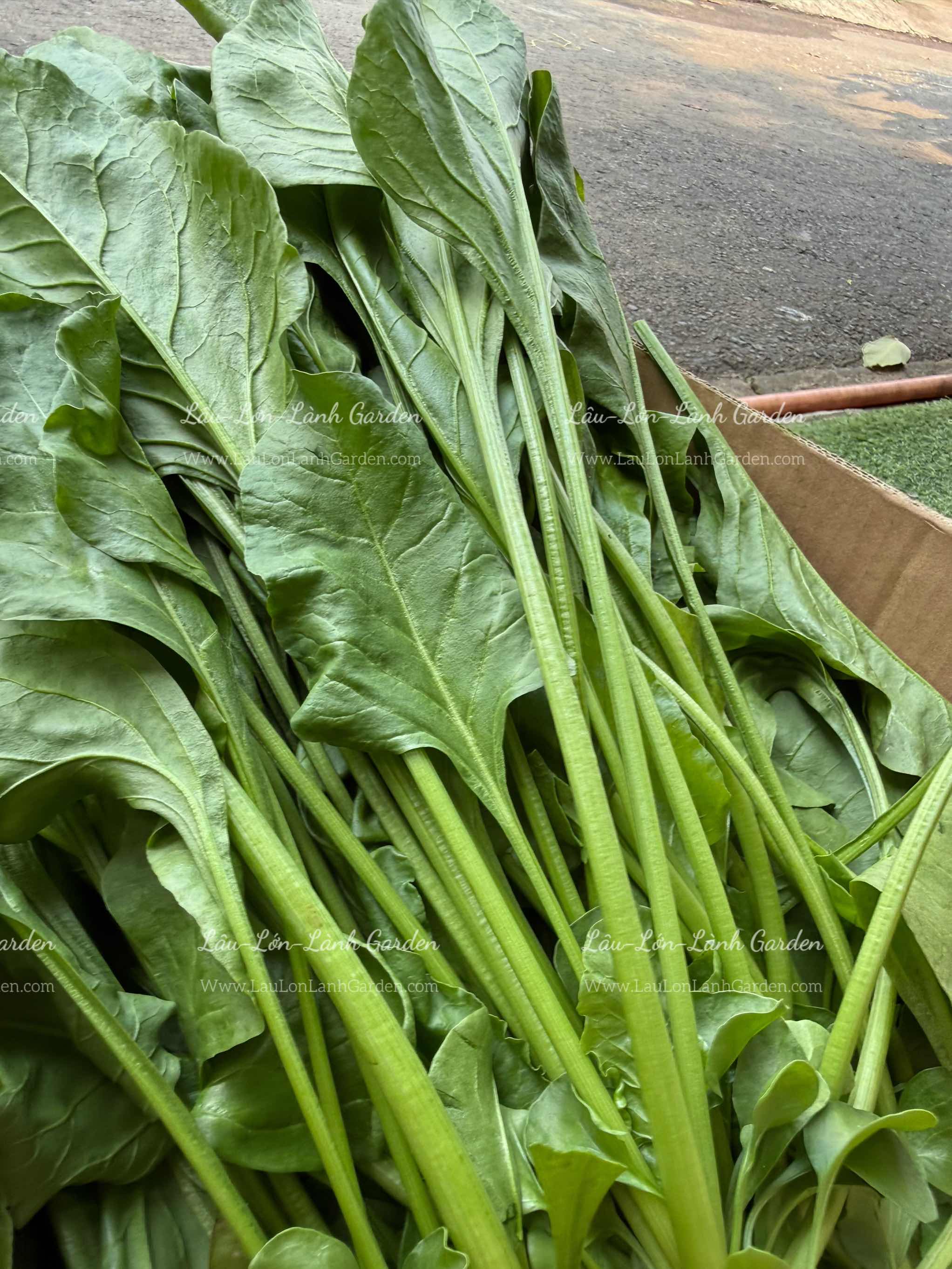 🍃 CẢI BÓ XÔI (SPINACH – RAU CHÂN VỊT) XANH LÀNH VỪA HÁI  Túi 500GR – RSP001