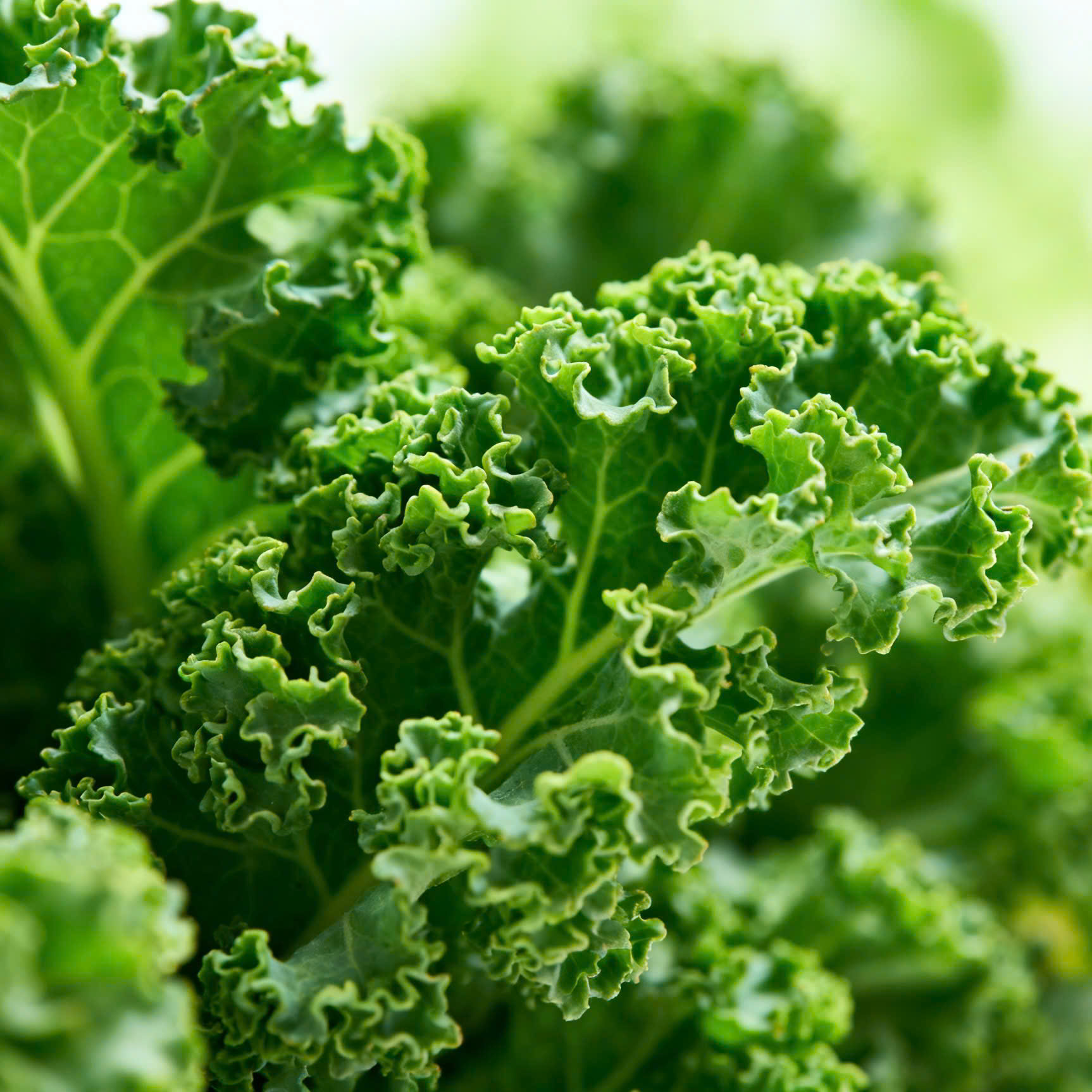 🥦CẢI XOĂN KALE GIÒN XANH LÀNH VỪA HÁI – TÚI 500GR LÁ – RLK001