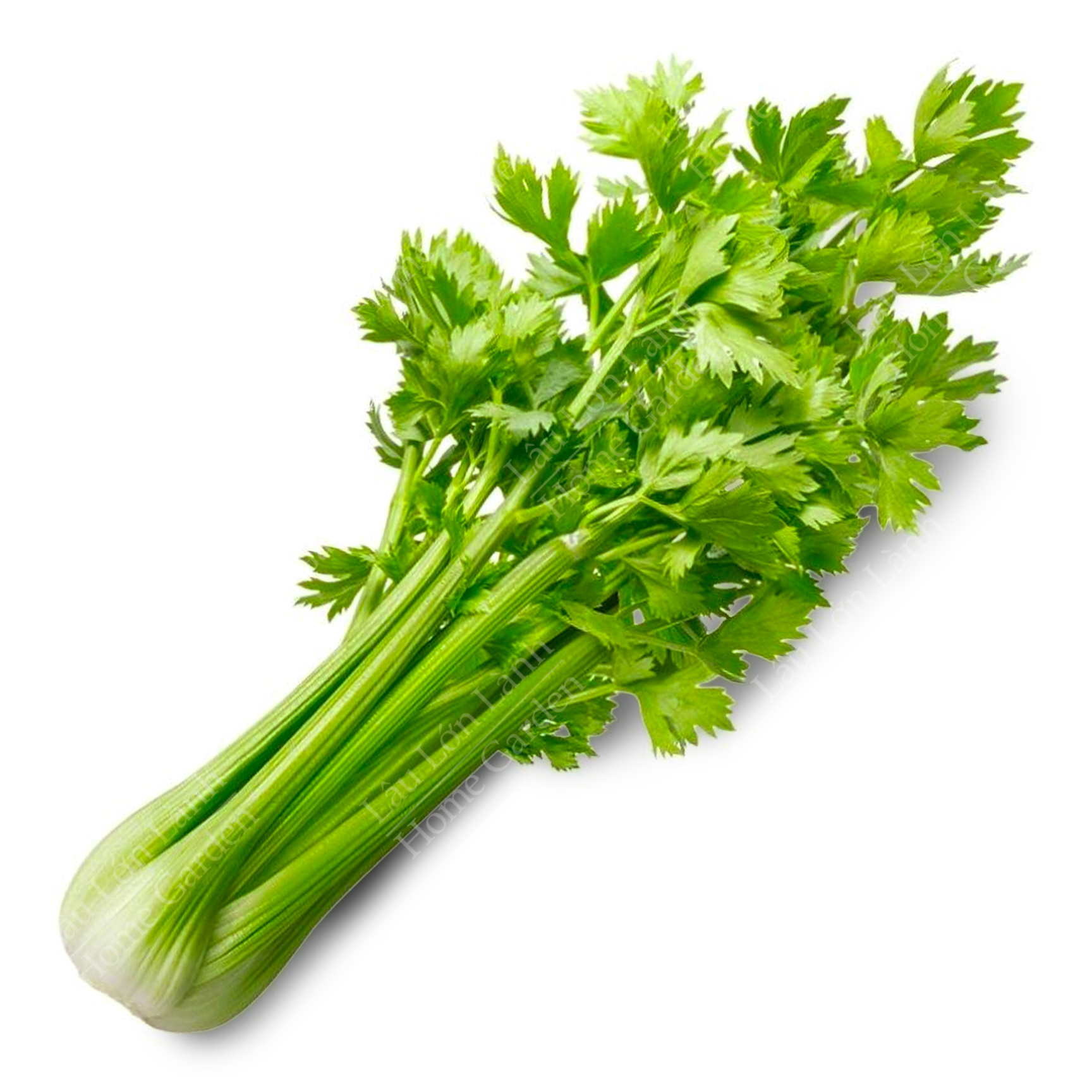 🥬 CẦN TÂY ĐÀ LẠT - 1KG - CTD001