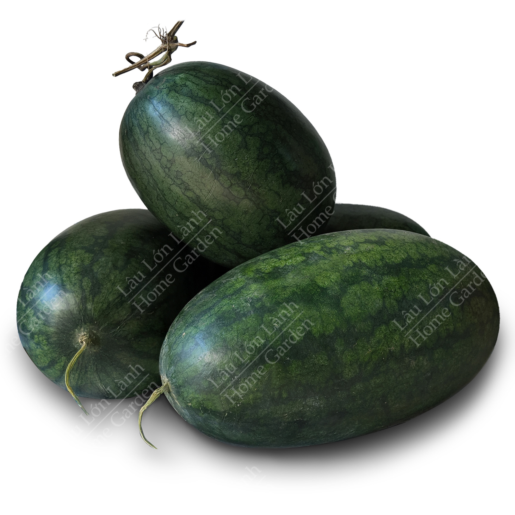 🍉 DƯA HẤU MIỀN TÂY - 1KG - DMT001