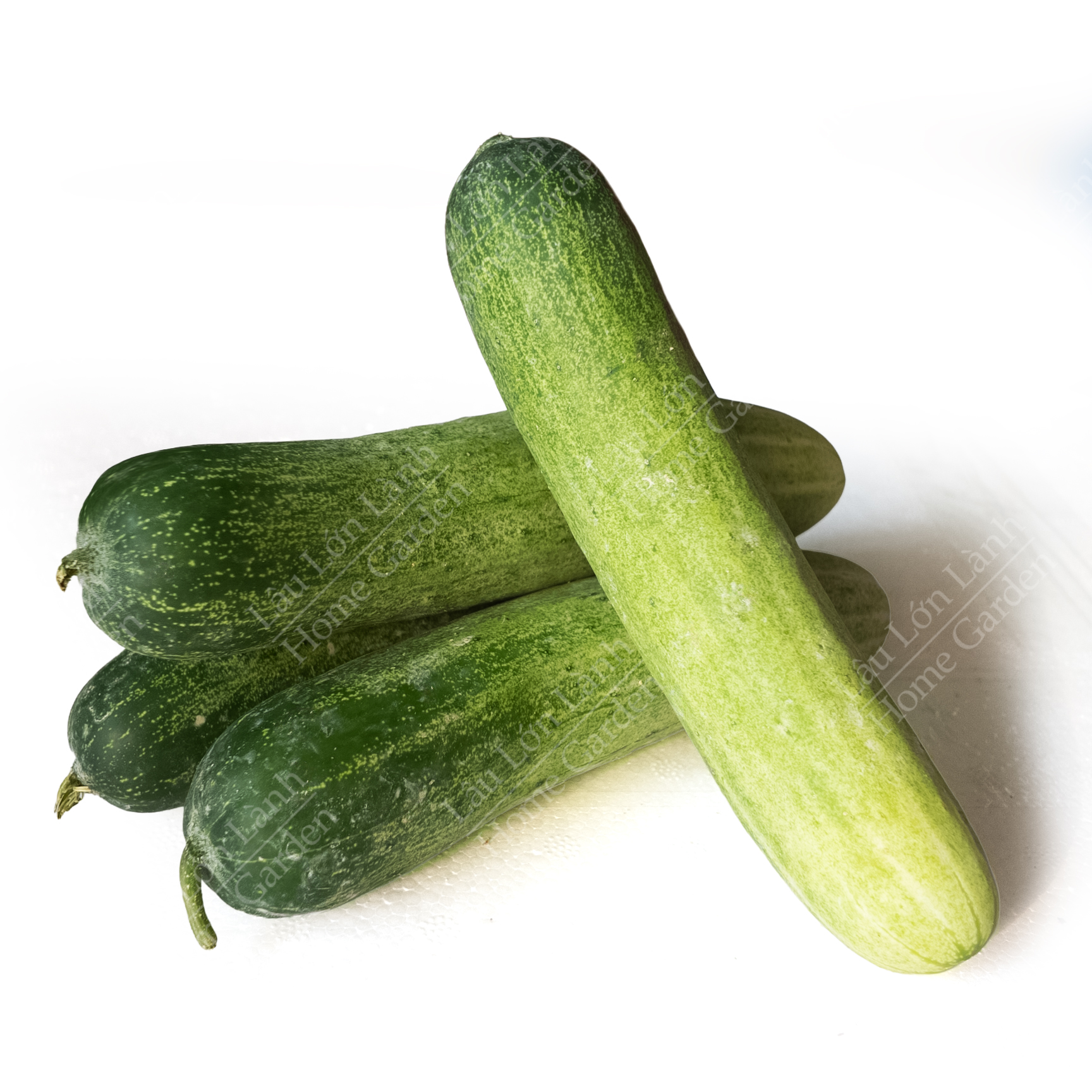 🥒 DƯA LEO 702 / THÁI - 1KG - DLT001