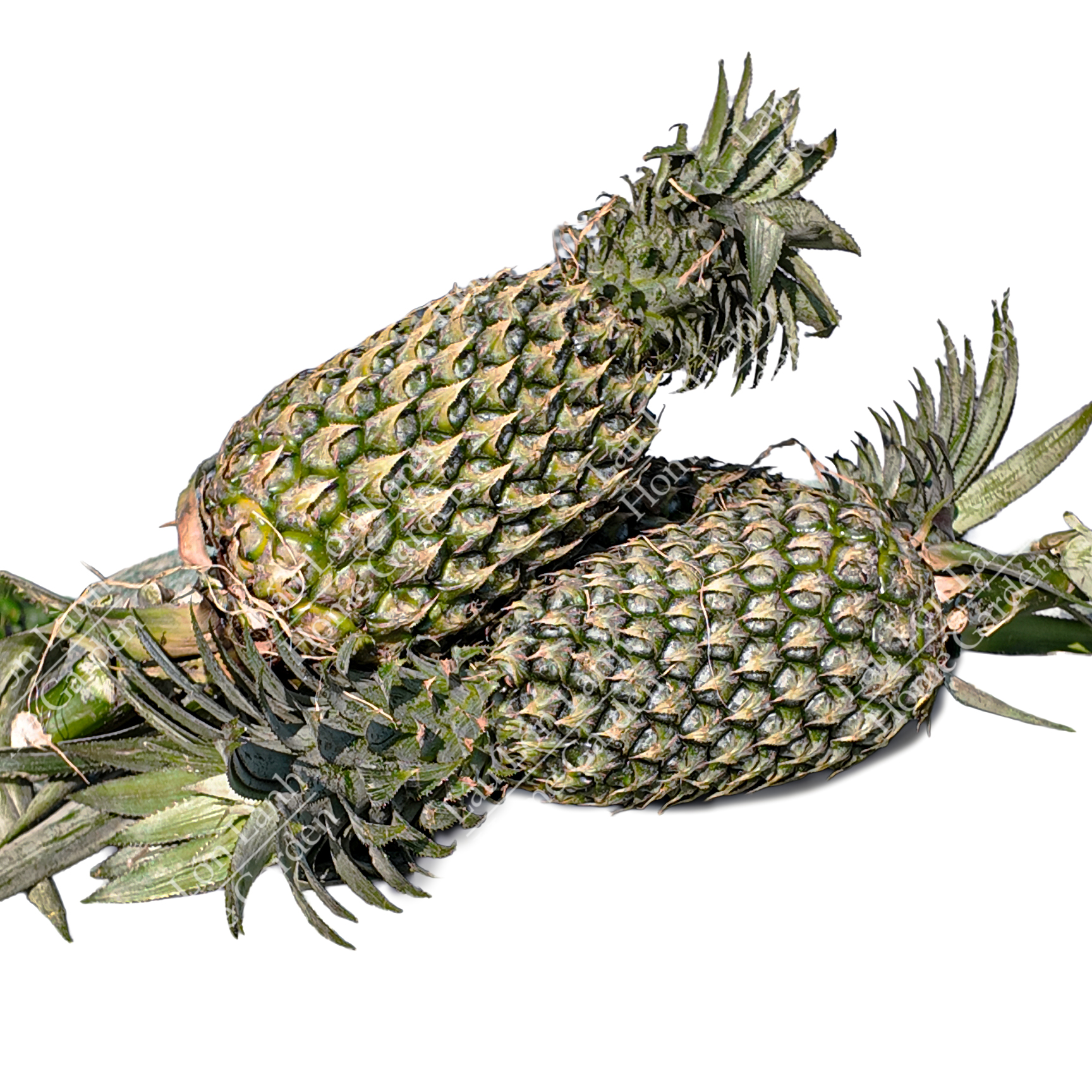 🍍 THƠM TRÁI MIỀN TÂY - 1KG - TMT001