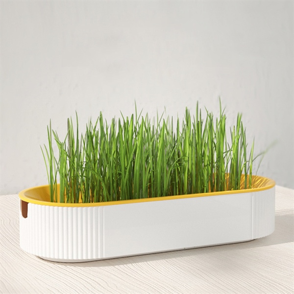 Hạt Giống Cỏ Mèo