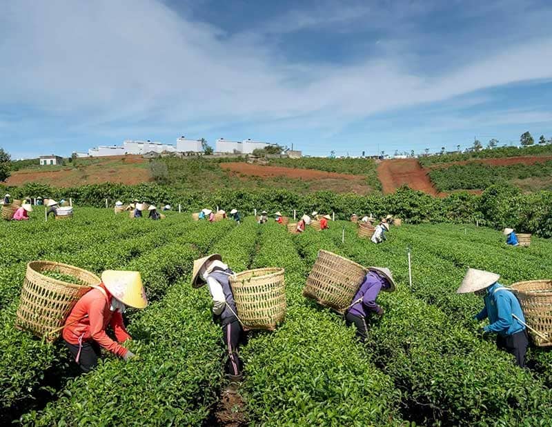 Cần cù siêng năng