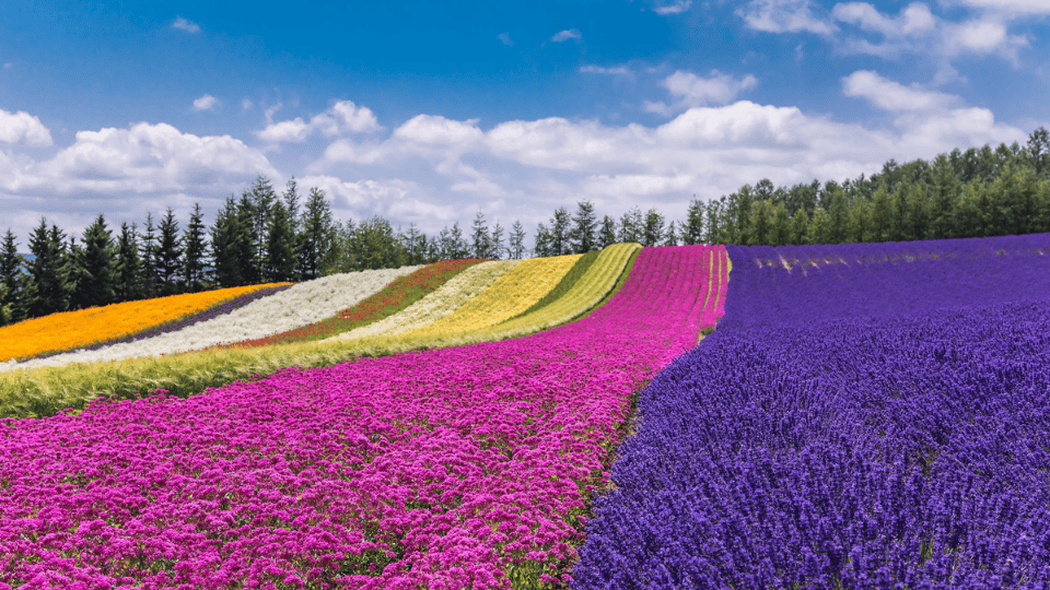 Mùa hoa lavender tại Hokkaido, khi mùa hè nhuộm tím cả bầu trời