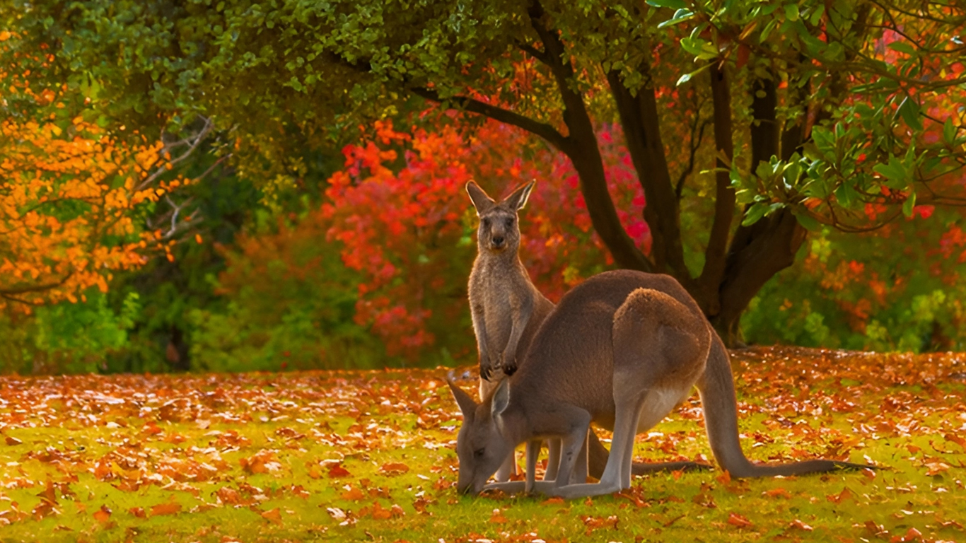 Du lịch Úc mùa thu: Khi mỗi trải nghiệm đều ở đúng thời điểm đẹp nhất