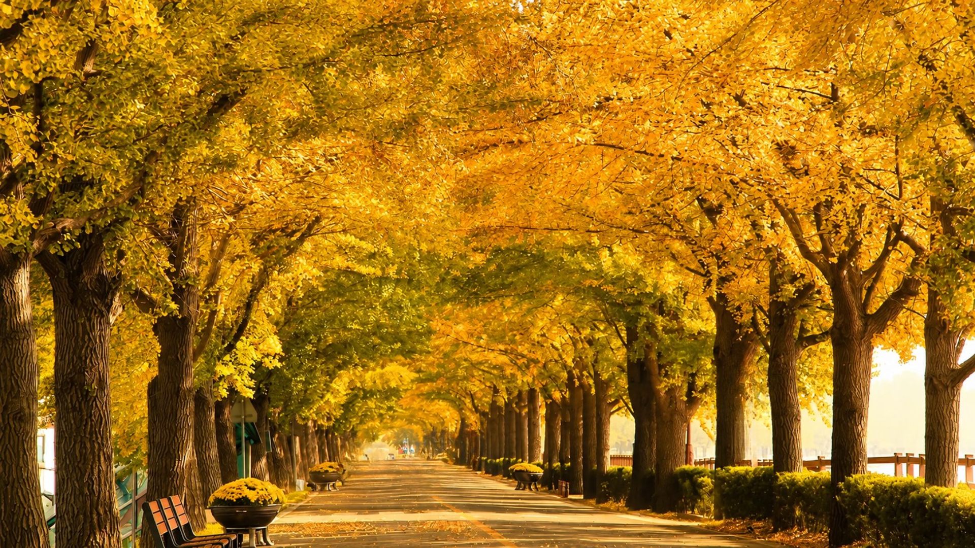 Du lịch Hàn Quốc mùa thu: Khám phá hành trình vàng Seoul - Asan - Jeonju