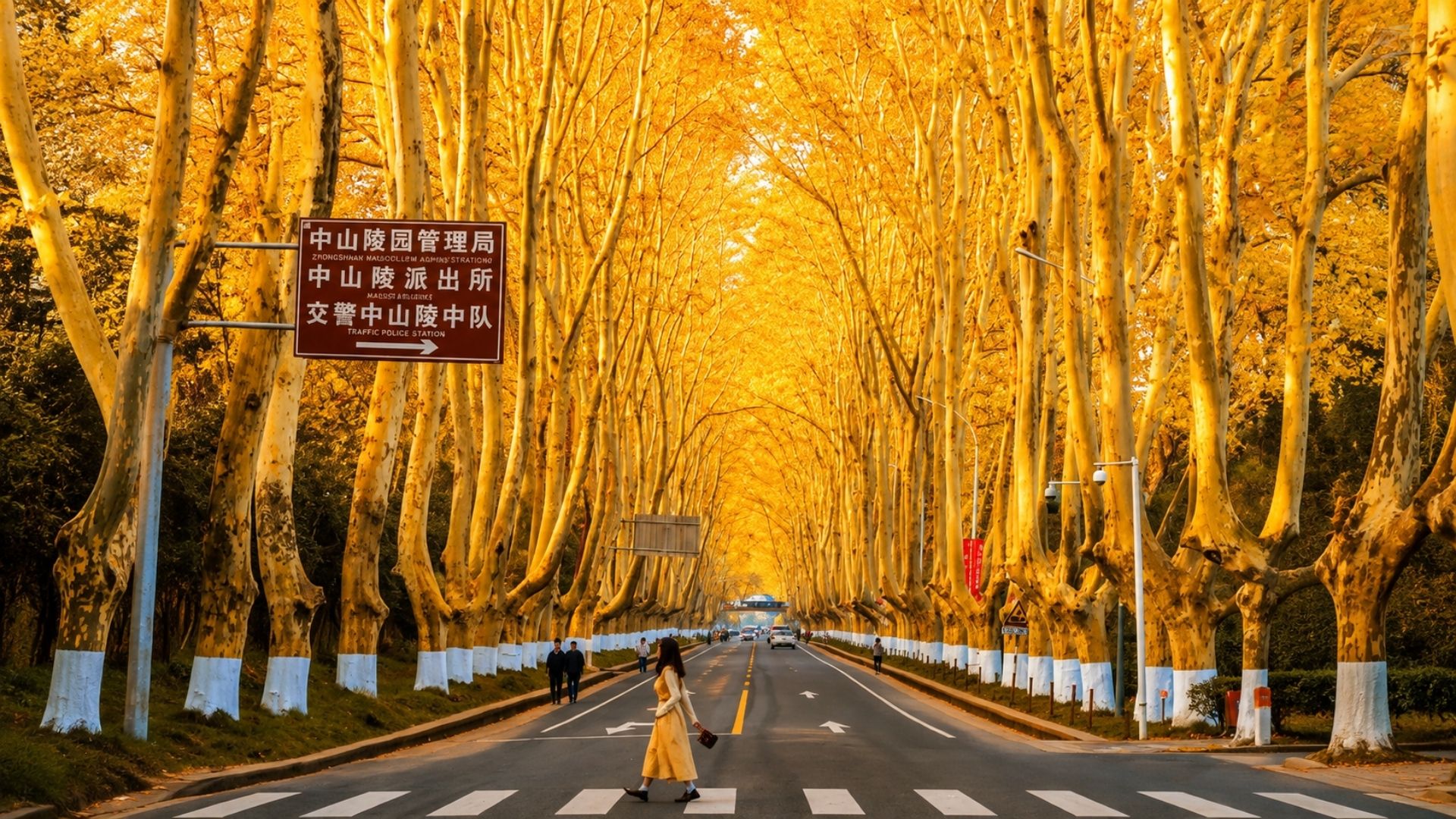 Đại lộ Ngô Đồng Nam Kinh - con đường mùa thu và giai thoại tình yêu nổi tiếng