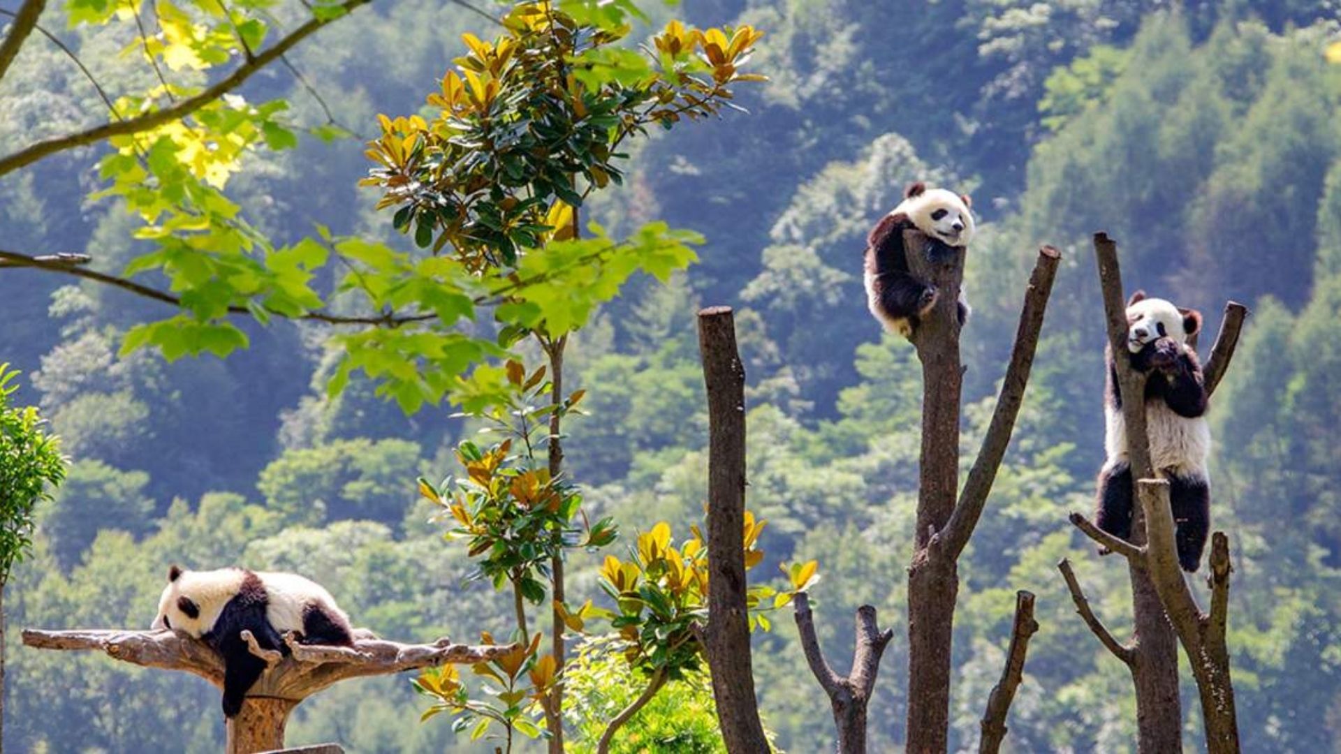 Gấu trúc Tứ Xuyên - từ những cánh rừng trên núi đến biểu tượng “quốc bảo” Trung Quốc