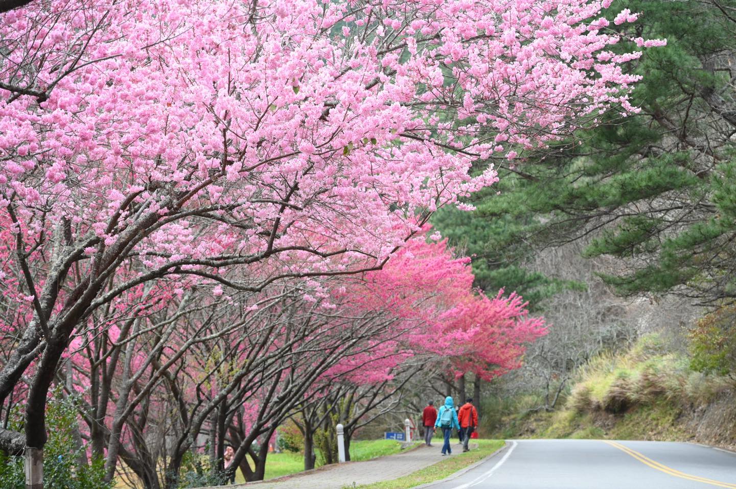 Mùa nào ở Đài Loan dễ chịu nhất, đẹp nhất và... rẻ nhất để đi?