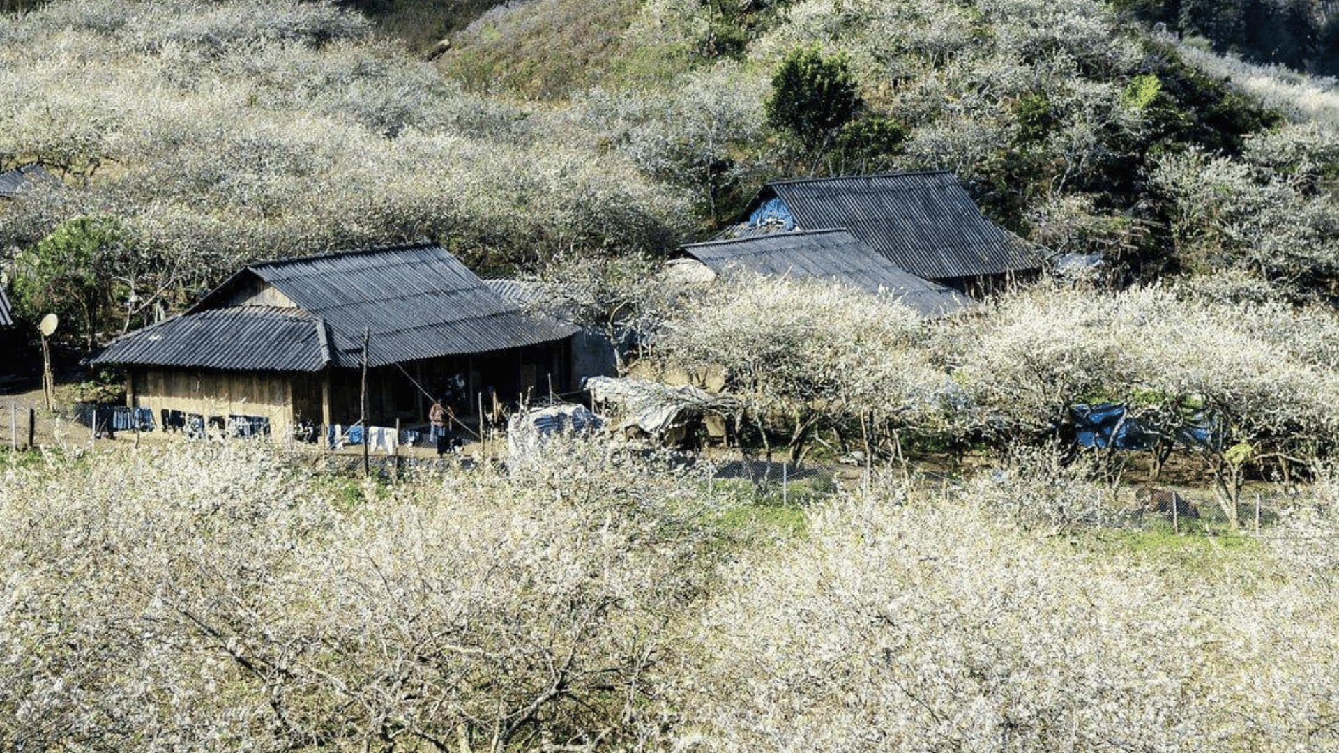 MIỀN BẮC: MỘC CHÂU - ĐIỆN BIÊN - SAPA