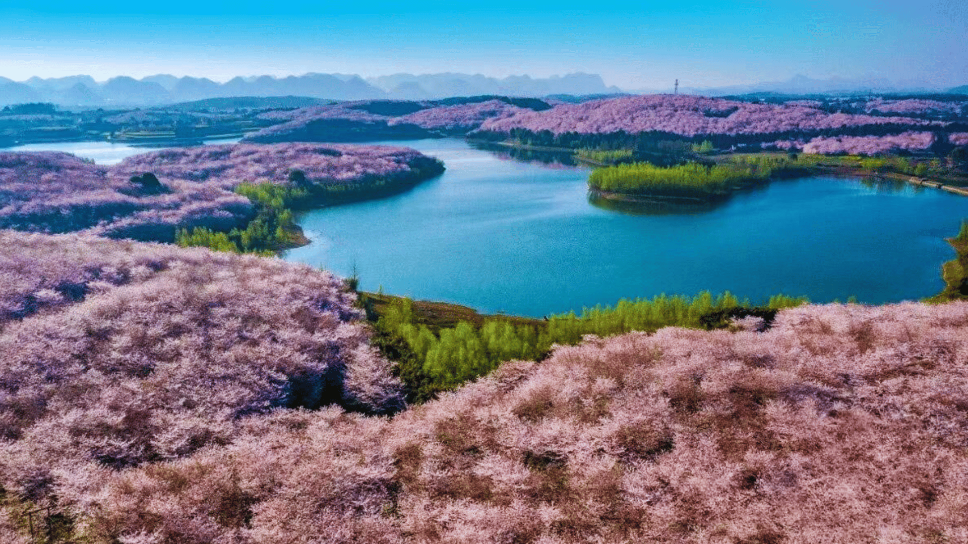 MÙA HOA ANH ĐÀO: TRÙNG KHÁNH - QUÝ CHÂU - TUÂN NGHĨA - TRẤN NINH - QUÝ DƯƠNG