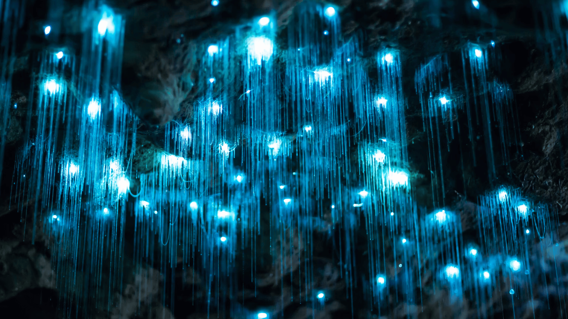 TINH HOA NEW ZEALAND: AUCKLAND – WAITOMO – TAUPO – ROTORUA – MATAMATA