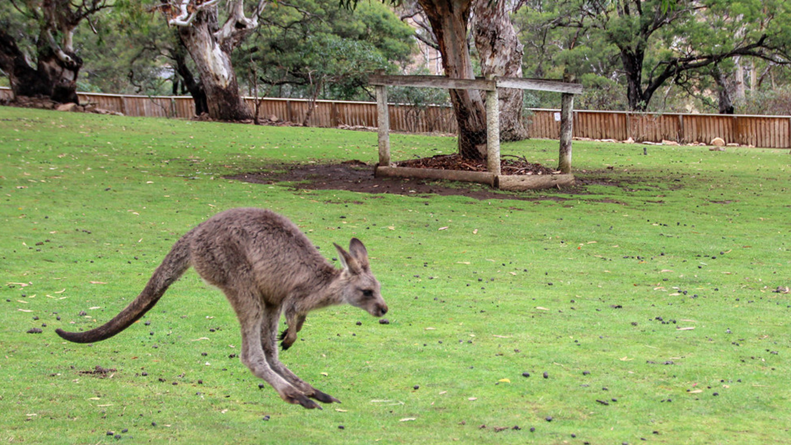 NƯỚC ÚC MÙA HOA OẢI HƯƠNG: MELBOURNE - TASMANIA - HOBART