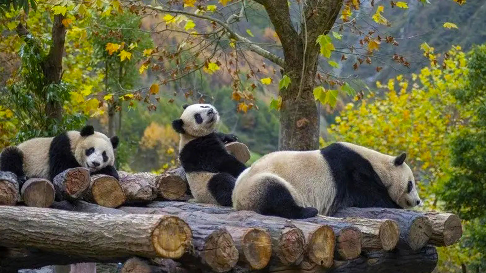 KHÁM PHÁ THÀNH PHỐ ĐỘC BẢN: TRÙNG KHÁNH