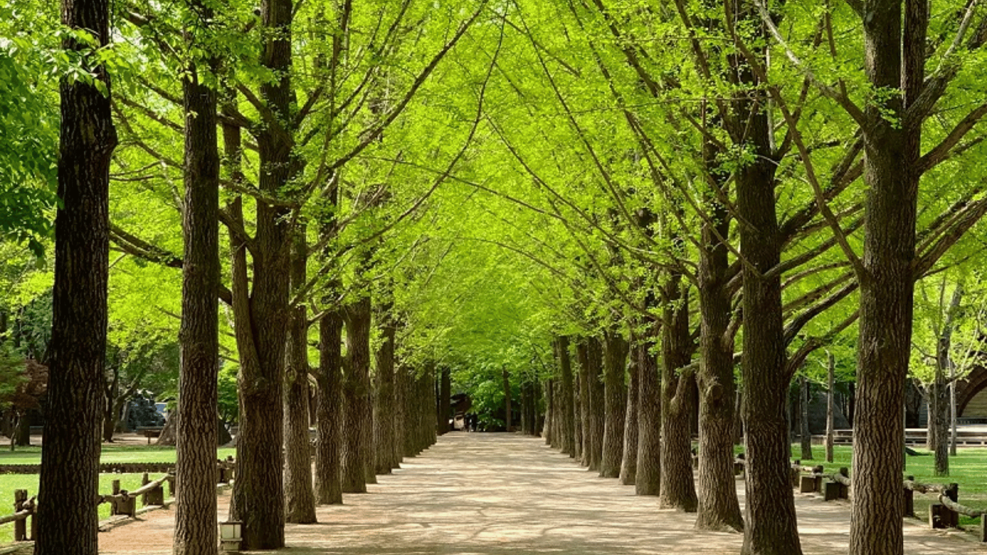 KHÁM PHÁ HÀN QUỐC: SEOUL - NAMI - EVERLAND