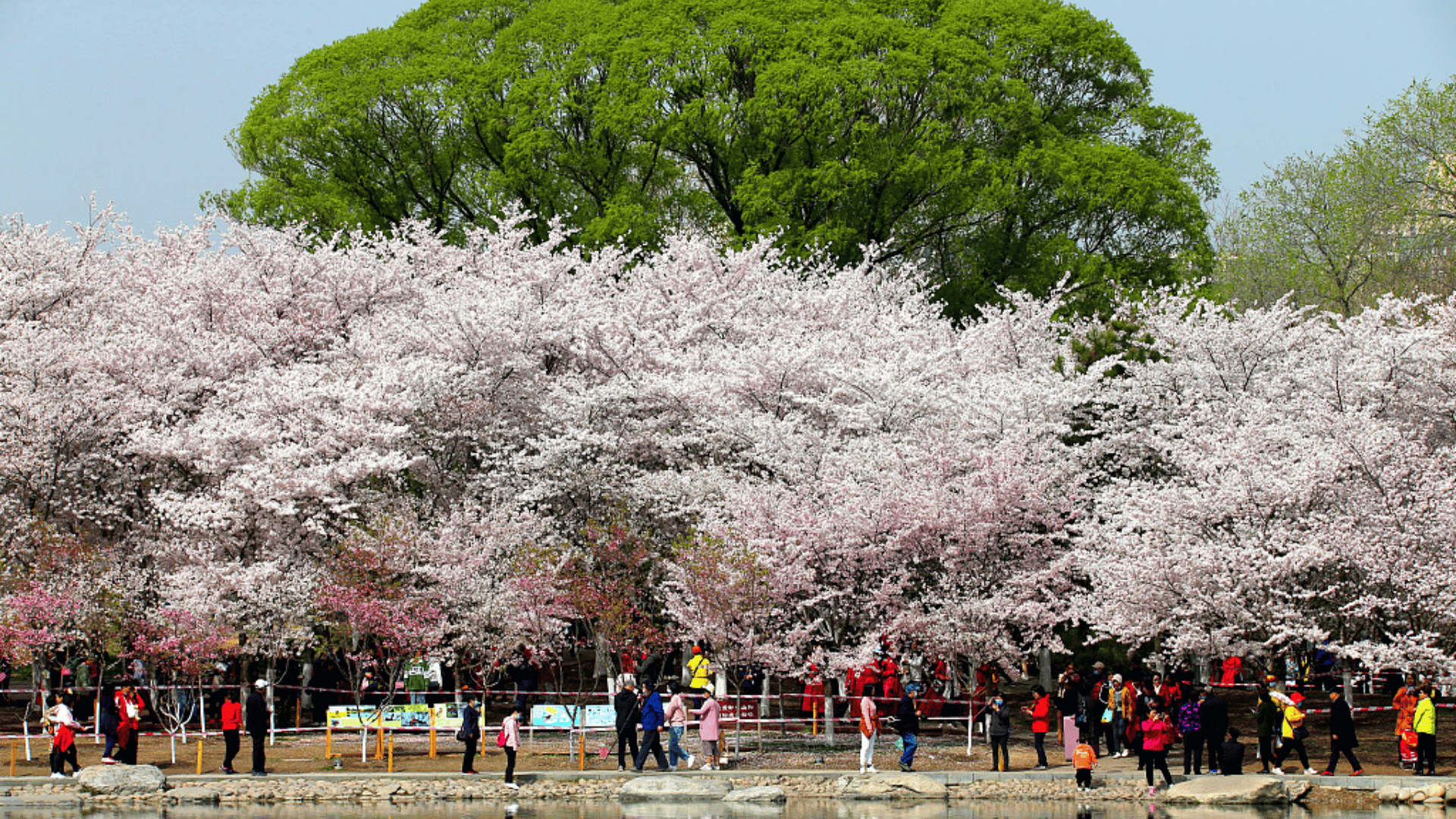CHIÊM NGƯỠNG HOA ANH ĐÀO RỰC RỠ TẠI BẮC KINH - CỔ BẮC THỦY TRẤN