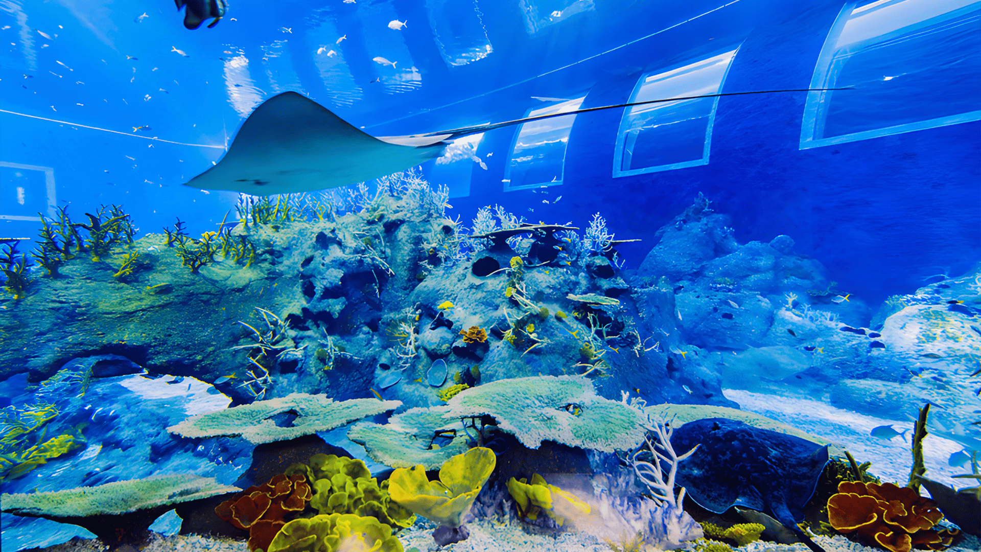 VÉ THỦY CUNG SINGAPORE OCEANARIUM