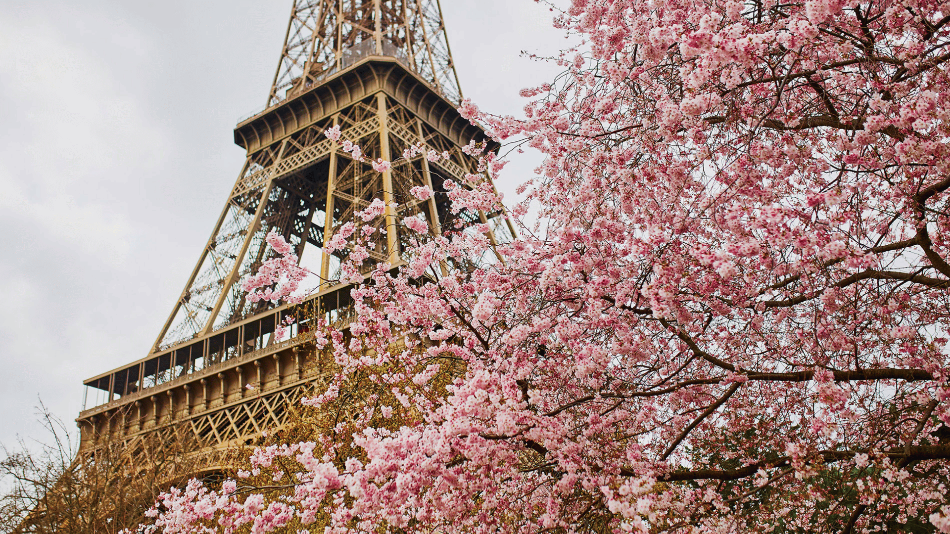 MÙA ANH ĐÀO TRỜI ÂU: PHÁP - THỤY SĨ - Ý