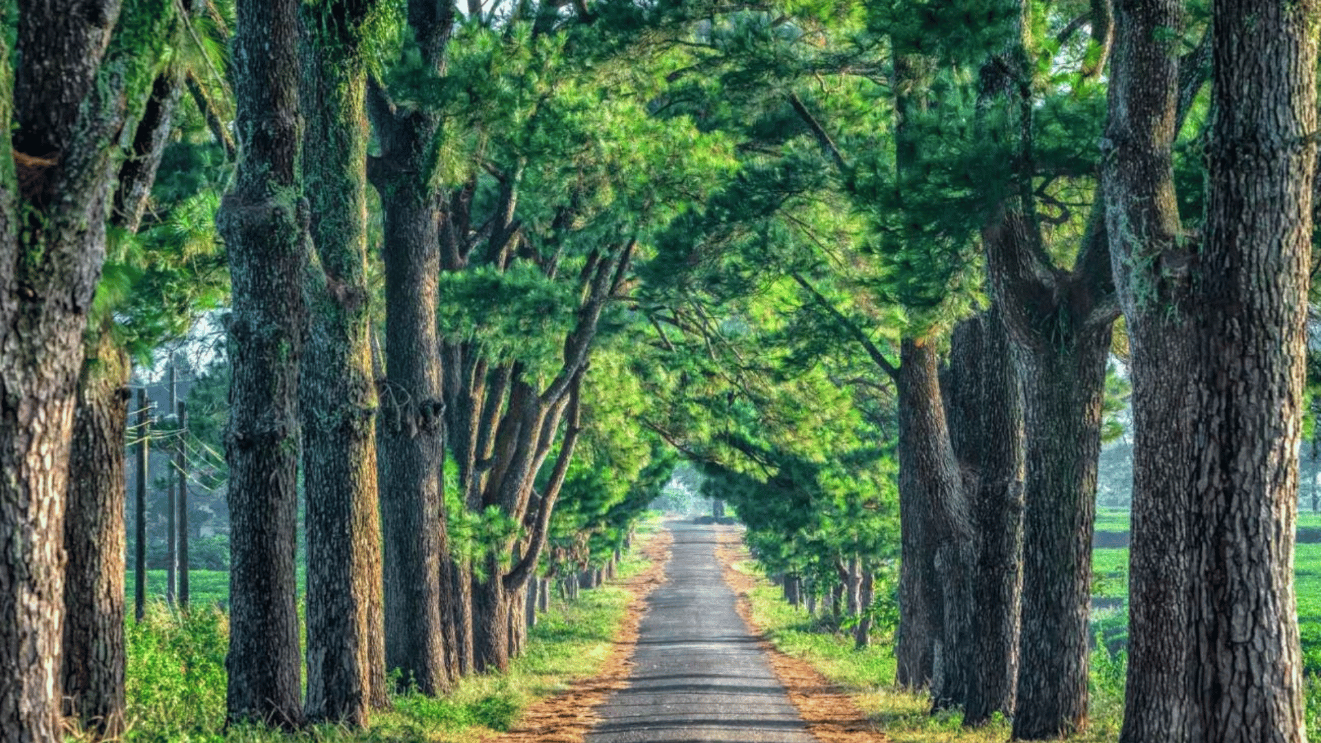 SẮC THU ĐẠI NGÀN: BUÔN MA THUỘT - PLEIKU - KON TUM