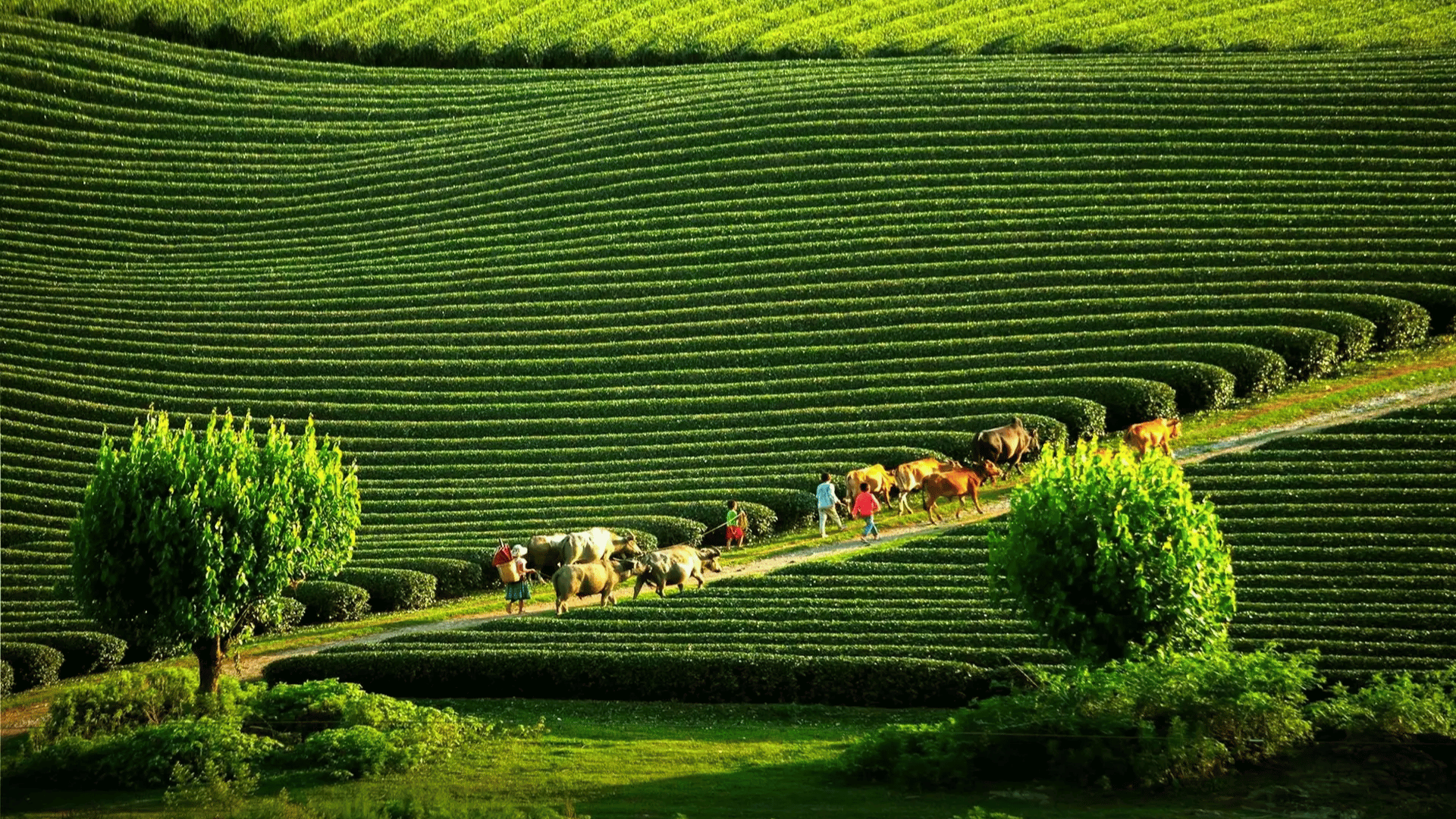 KHÁM PHÁ TÂY BẮC: MỘC CHÂU - ĐIỆN BIÊN - SAPA