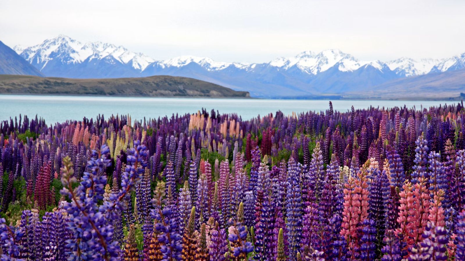 Tour New Zealand Nam Đảo: Christchurch – Lake Tekapo – Mt Cook