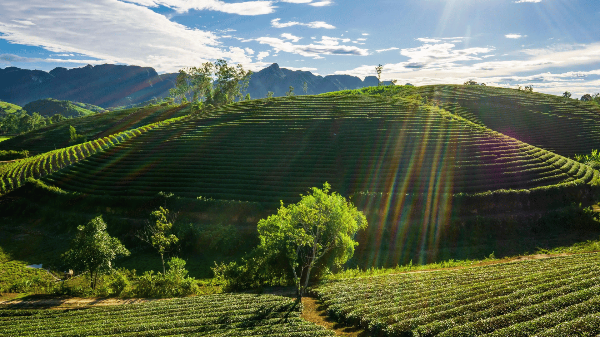 DI SẢN MIỀN TRUNG: THANH HÓA - NGHỆ AN - HÀ TĨNH - QUẢNG BÌNH