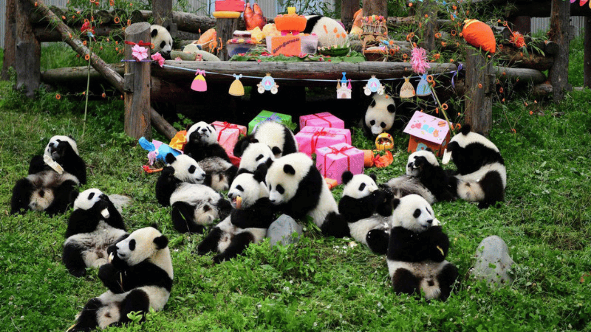 XỨ SỞ GẤU TRÚC: THÀNH ĐÔ - TRÙNG KHÁNH - TỨ XUYÊN