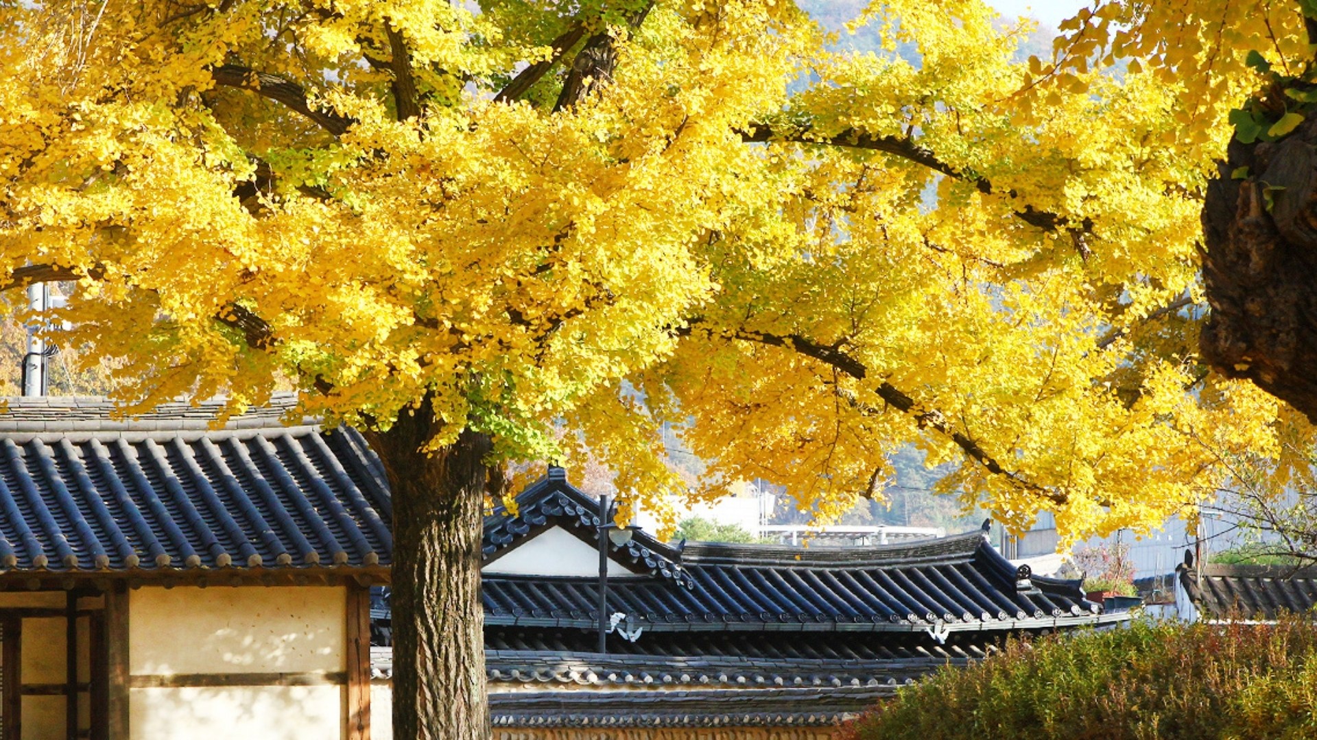 THEO DẤU MÙA THU HÀN QUỐC TRÊN CUNG ĐƯỜNG SEOUL - ASAN - JEONJU