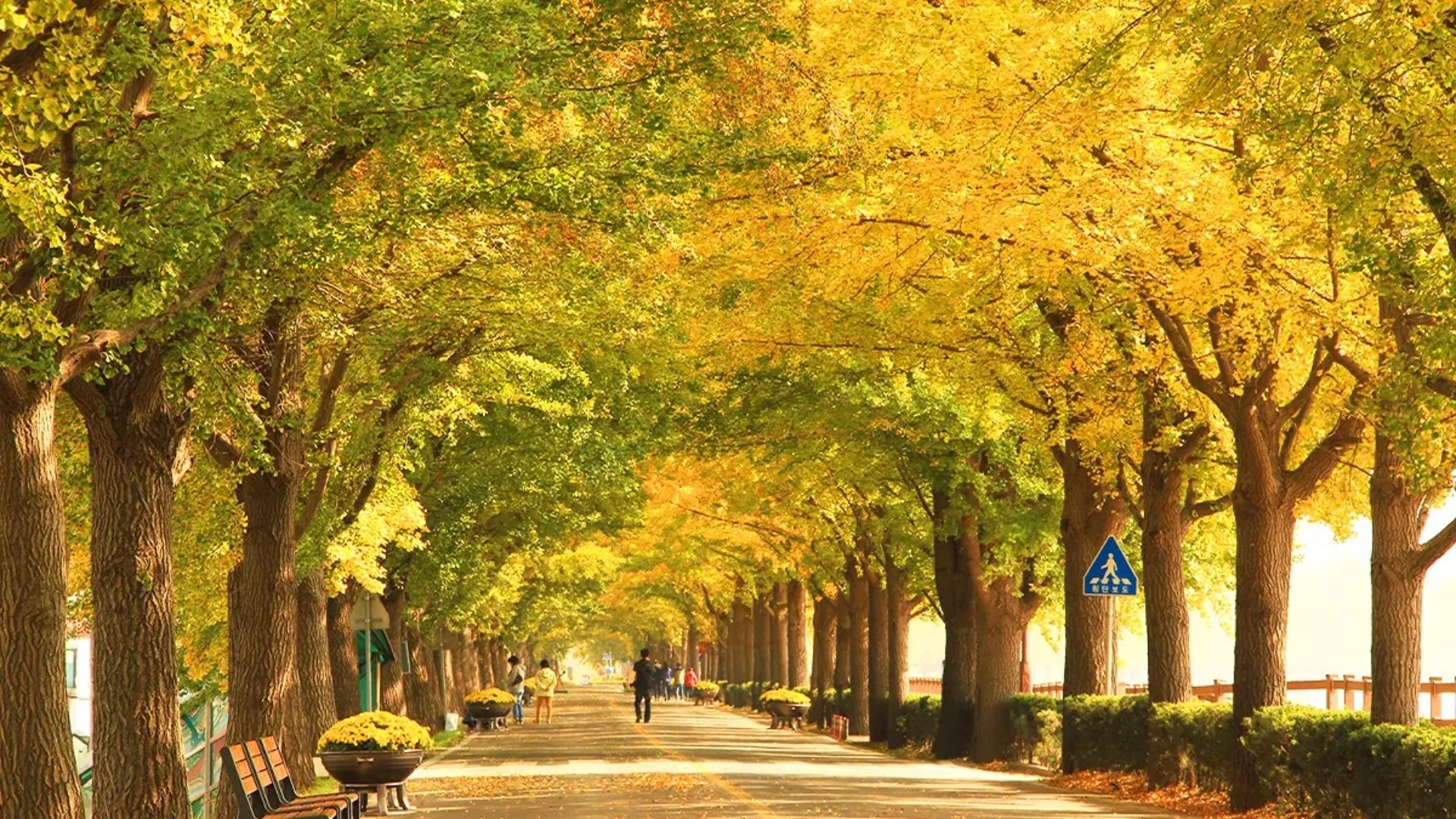 THEO DẤU MÙA THU HÀN QUỐC TRÊN CUNG ĐƯỜNG SEOUL - ASAN - JEONJU